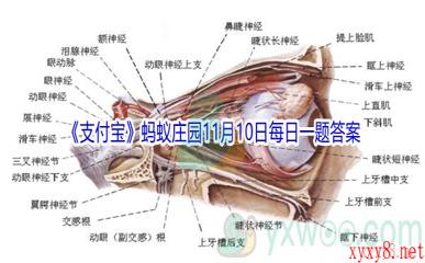 2021《支付宝》蚂蚁庄园11月10日每日一题答案